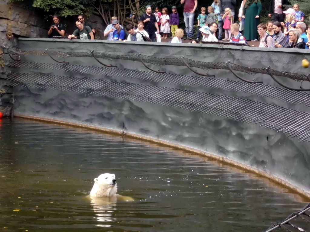 Eisbärdame Tonja im Tierpark Berlin