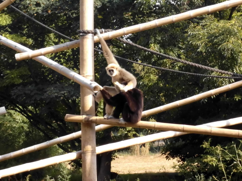 Gibbons im Tierpark Berlin