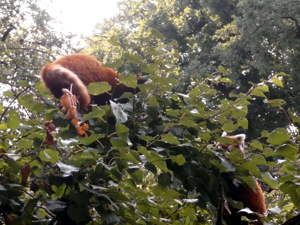 balgende Katzenbären im Tierpark Berlin