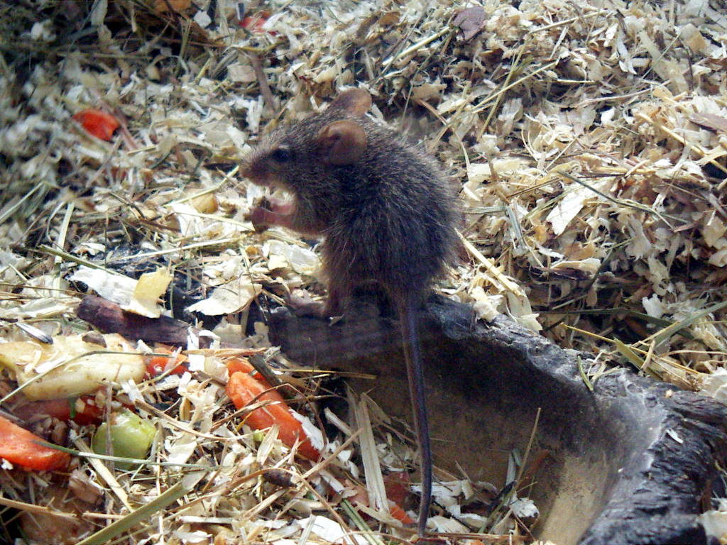 Mäuschen im Tierpark Berlin