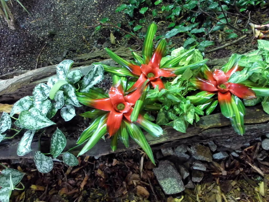 Bromelia im Tierpark Berlin