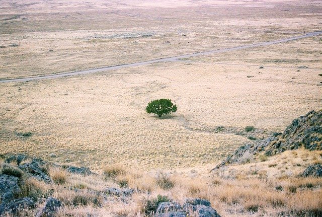 Trotzdem gedeihen: Grüner Baum in der Wüste